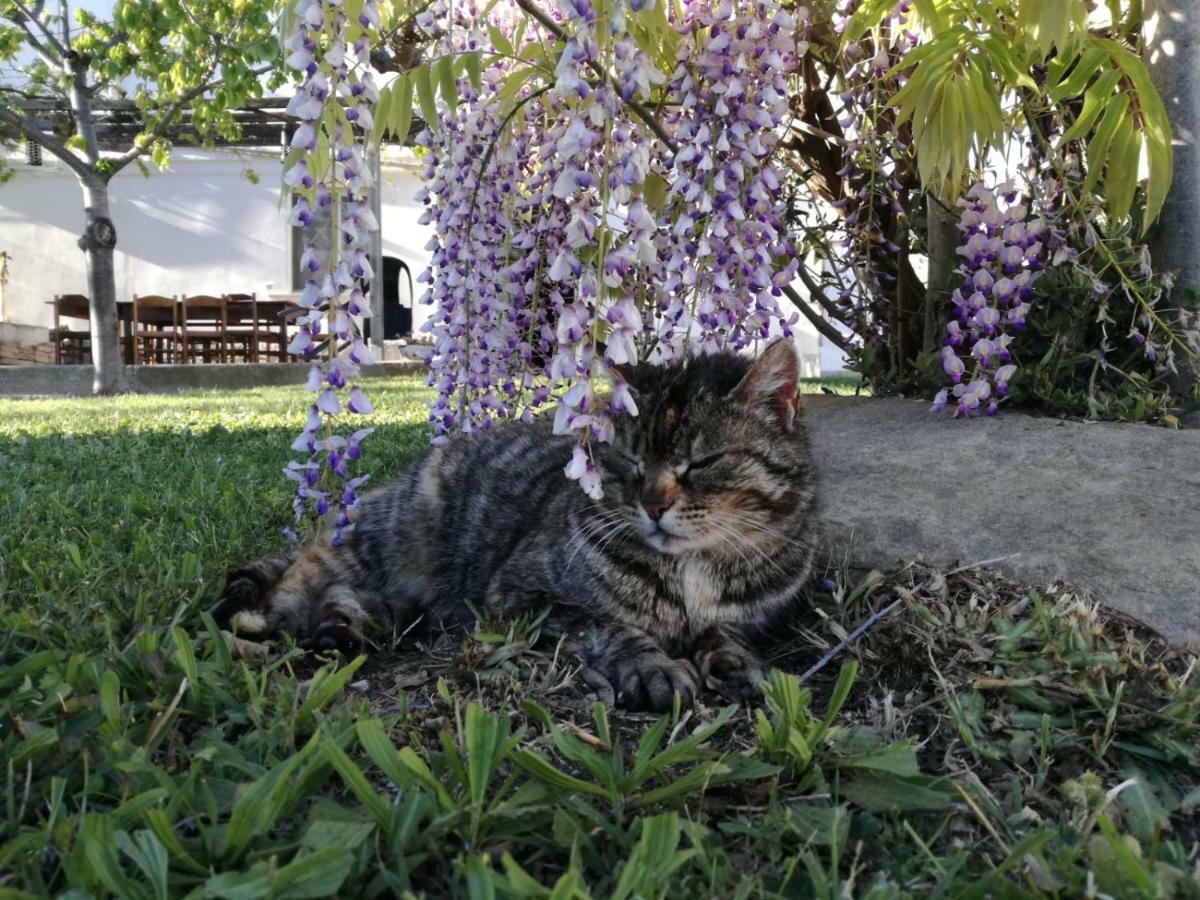 Relais Il Giardino Fra Gli Ulivi Villa Torino di Sangro Exterior photo